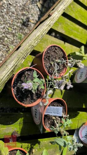 3 X MENTHA BUDDLEIA MINT