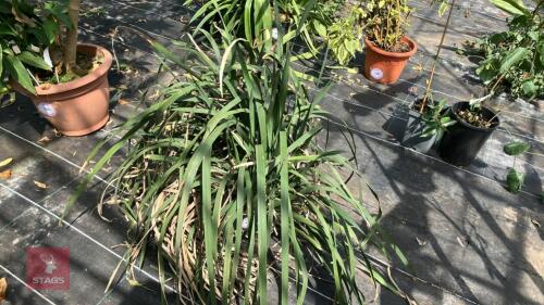 1 X UNKNOWN GRASS PLANT