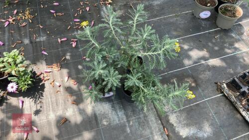 3 X EURYOPS PECTINATUS