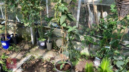 1 X STRONGYLODON MACROBOTRYS JADE VINE