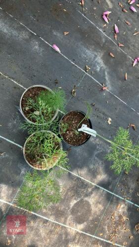 3 X FERRULA COMMUNIS GIANT FENNEL