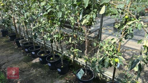 1 X FRUIT APPLE SPARTAN