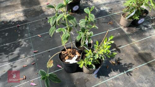 3 X MIXED PLANTS