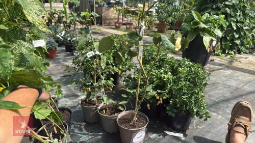 3 X MIXED PLANTS
