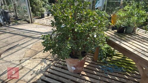 1 X CRASSULA OVATA JADE OR MONEY TREE