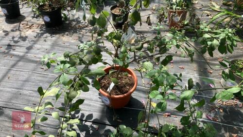 1 X CLERODENDRUM MYRICIODES UGANDENSE
