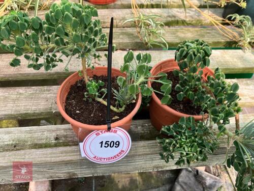 2 X OXALIS SUCCULENTA