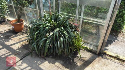 2 X MIXED PLANTS