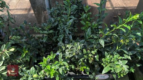 24 X SARCOCOCCA CONFUSA CHRISTMAS BOX