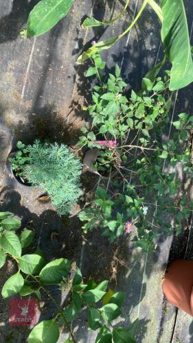 2 X MIXED PLANTS