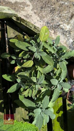 5 X HERB SAGE GREEN