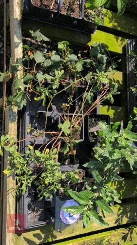 7 X MIXED SHRUBS