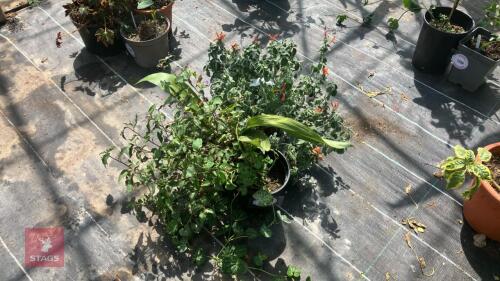 3 X MIXED PLANTS