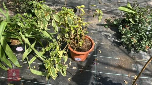 1 X IMPATIENS NIAMNIAMENSIS VARIEGATA