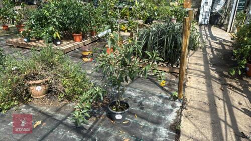 1 X CESTRUM MOONGLOW
