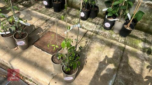 3 X HOLBOELLIA LATIFOLIA