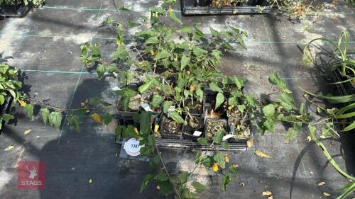 1 PART TRAY OF ABUTILON KENTISH BLUE
