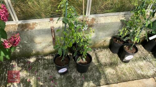 3 X HOLBOELLIA LATIFOLIA