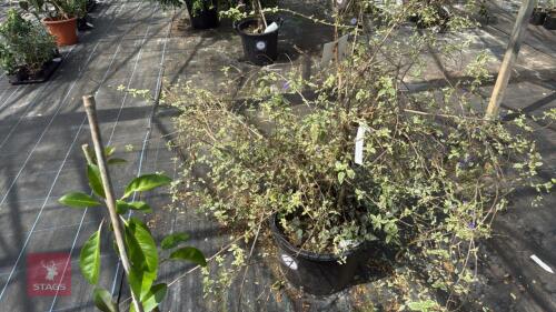 1 X SOLANUM RANTONETTII VARIEGATA