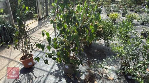 1 X ABUTILON MEGAPOTAMICUM INES