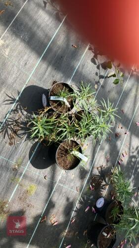 3 X LOBELIA LAXIFLORA ANGUSTIFLOIA