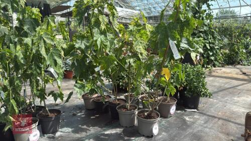 5 X ABUTILON PICTUM THOMPSONII
