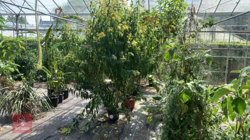 1 X CESTRUM MOONGLOW