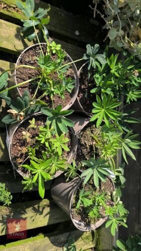 5 X LUPIN THE CHANDELIER