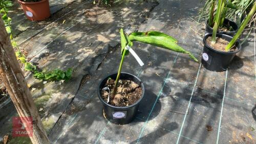 1 X HELICONIA SCHIEDIANA
