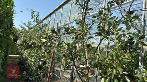 1 X FRUIT APPLE RAJKA