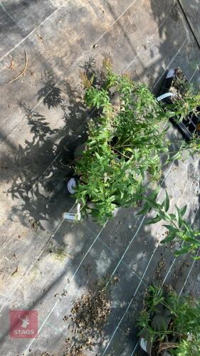 4 X LIPPIA CITRIODORA