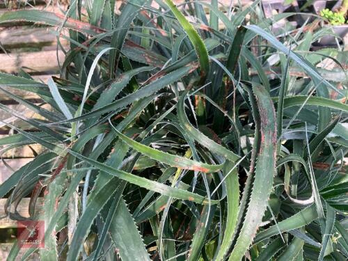 1 X AGAVE QUADRICOLOUR