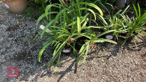 4 X AGAPANTHUS EVERYGREEN