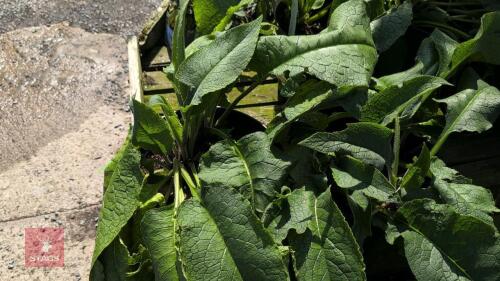 2 X COMFREY BOCKING 14