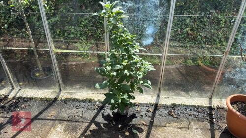 1 X IOCHROMA CYANEUM