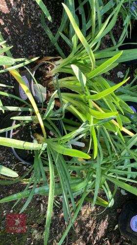 4 X AGAPANTHUS WHITE