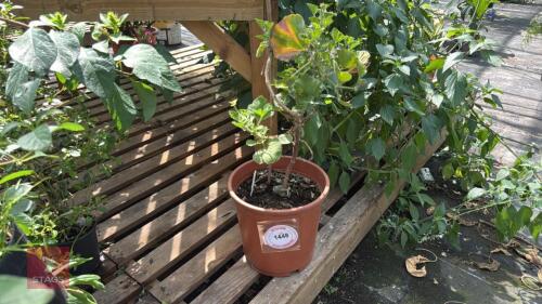 1 X PELARGONIUM STRAWBERRY SUNDAY