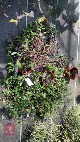 4 X TRADESCANTIA BRIDAL VEIL SPIDER WORT