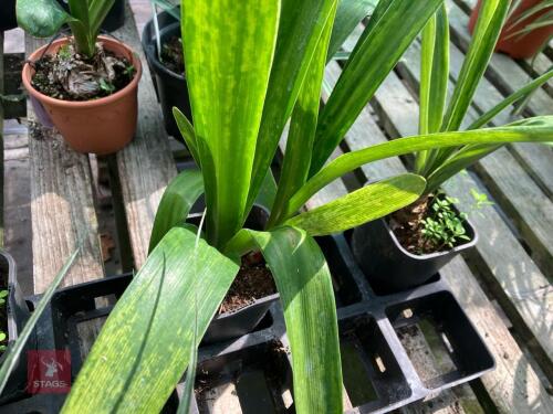 3 X HIPPEASTRUM
