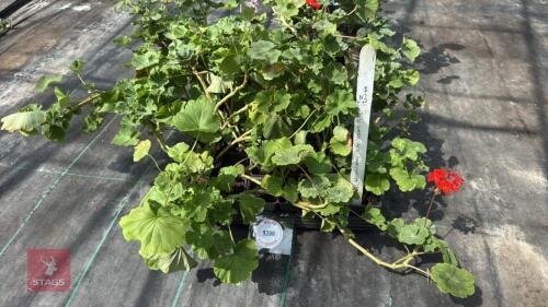 TRAY OF PELARGONIUMS
