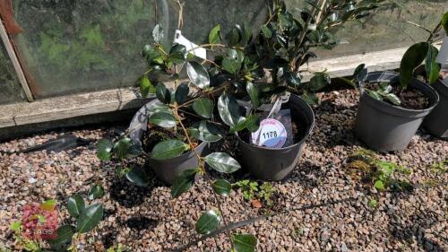 2 X CAMELLIA SASANQUA HUGH EVANS