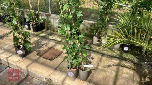 2 X PASSIFLORA EXONENSIS PASSION FLOWER