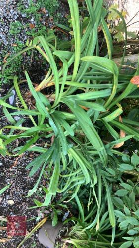 4 X AGAPANTHUS HARDY PERENNIAL