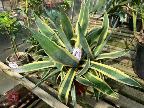 1 X AGAVE AMERICANA VARIEGATA