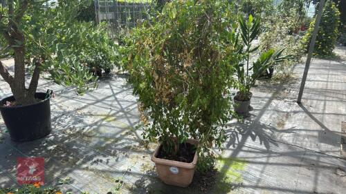 1 X JASMINUM FRUTICANS WILD JASMINE
