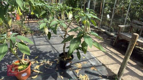 1 BRUGMANSIA DOUBLE WHITE ANGELS TRUMPET