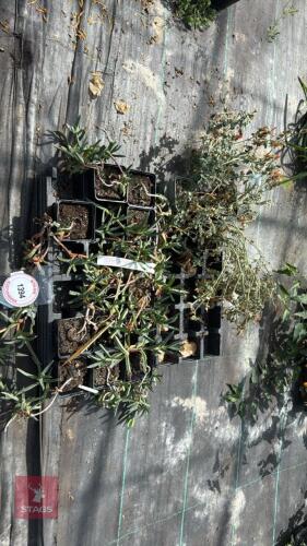 2 PART TRAYS OF MIXED PLANTS