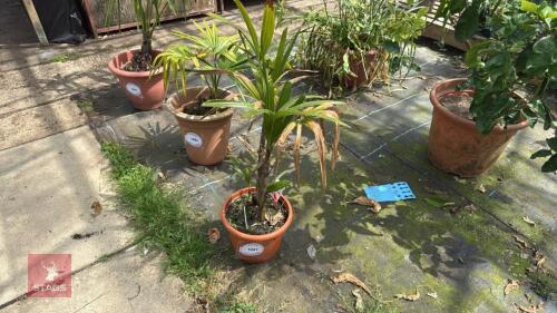 1 X RHAPSIS EXCELSA