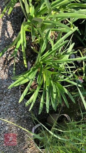 4 X AGAPANTHUS WHITE