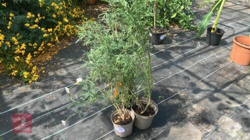 3 X ARGYRANTHEMUM